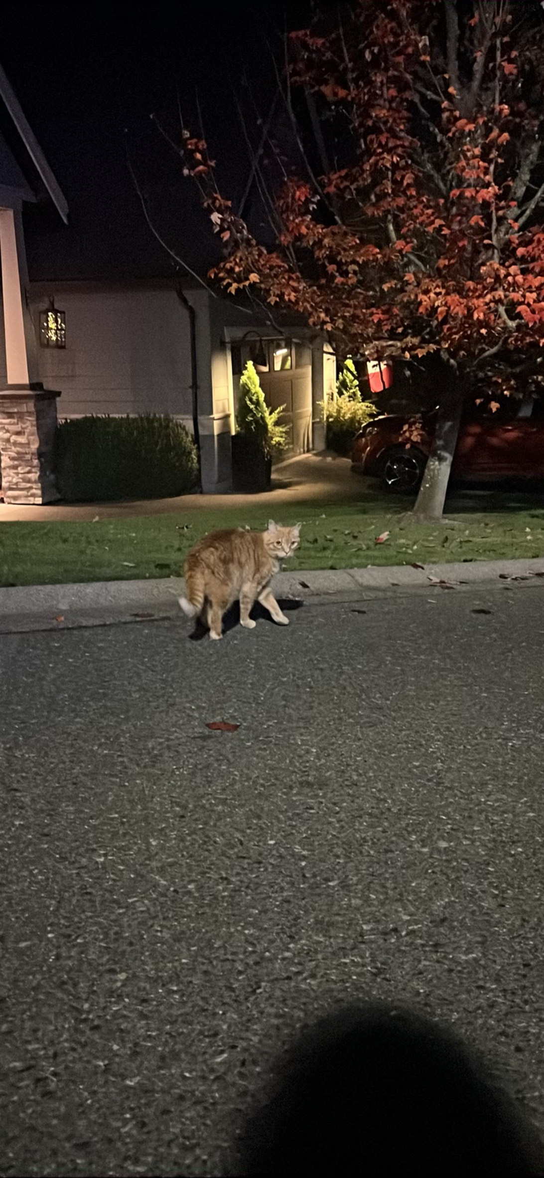 evil ladys, a cat found on Chonk Finder