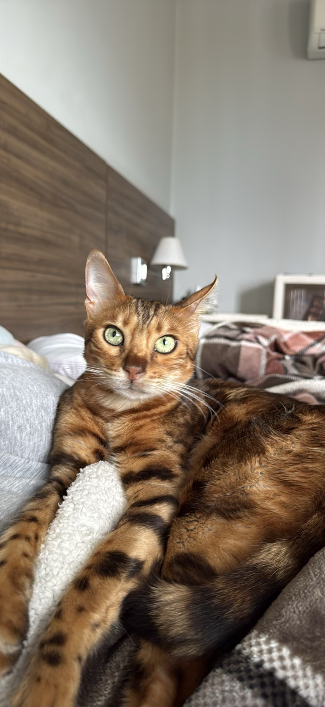 Rajah, a cat found on Chonk Finder