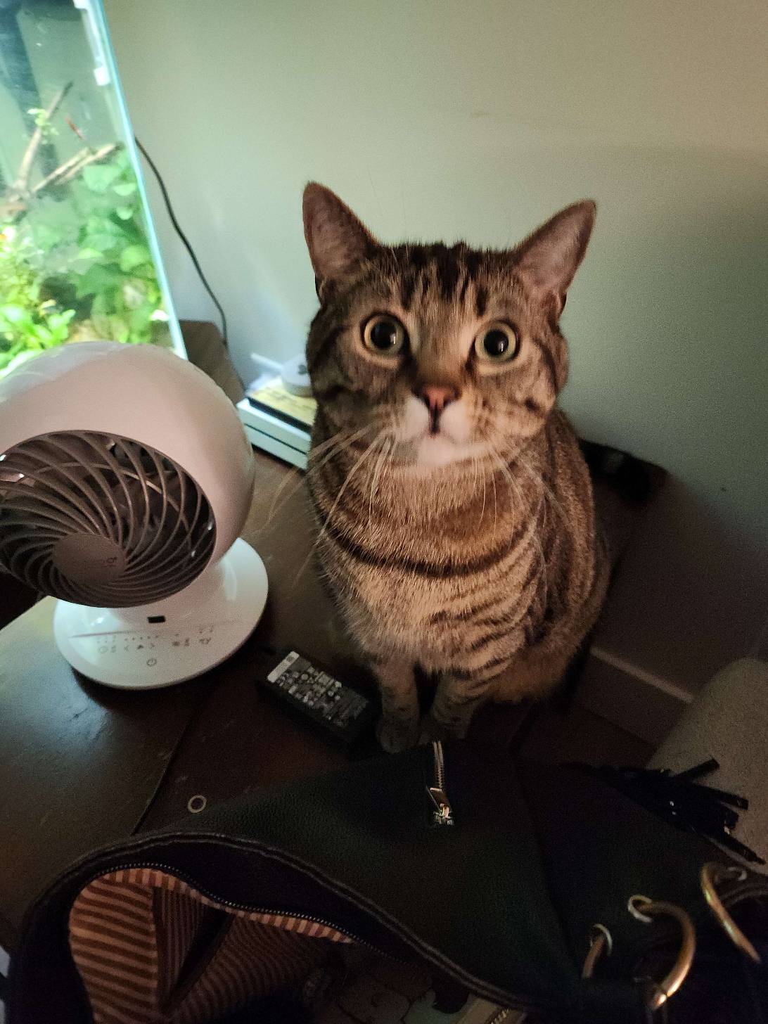 Kevin, a cat found on Chonk Finder