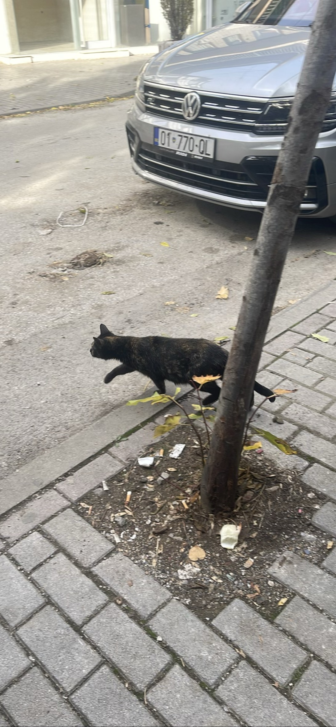 Black, a cat found on Chonk Finder