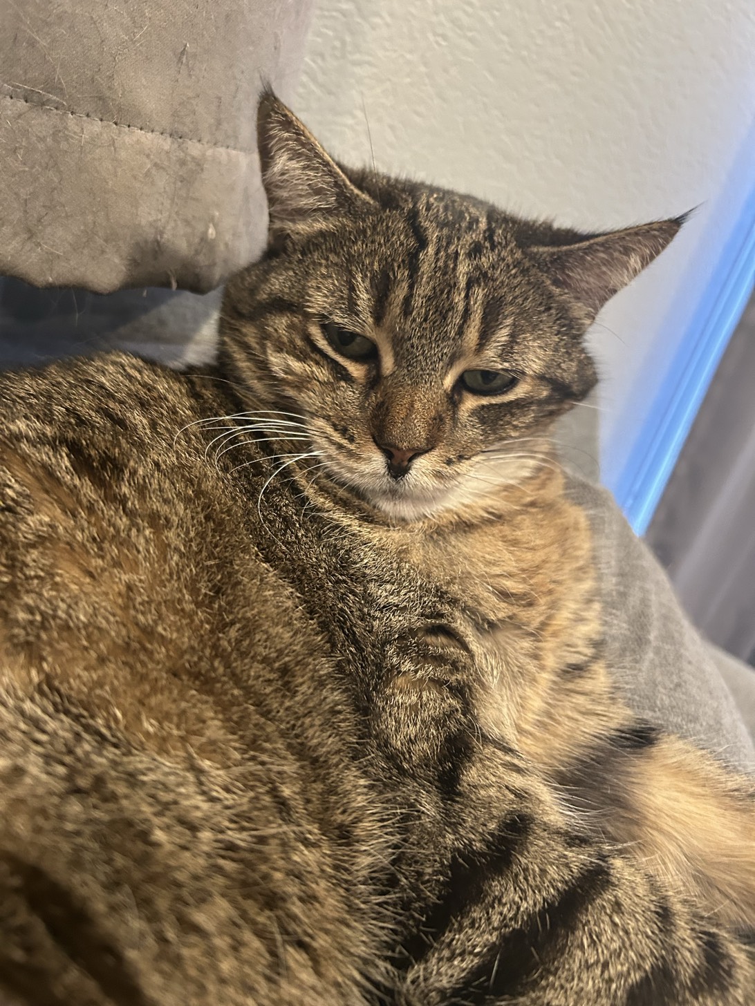 chlide, a cat found on Chonk Finder