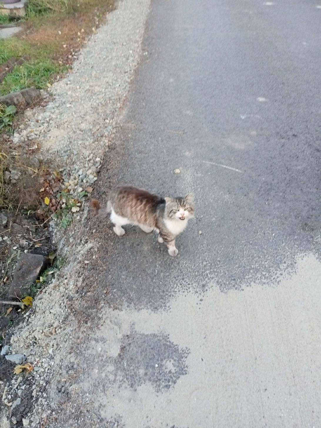 Говорун, a cat found on Chonk Finder