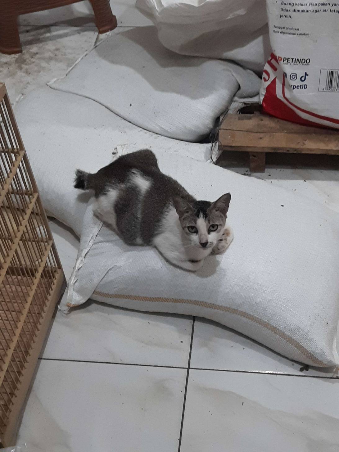 Bodhi, a cat found on Chonk Finder