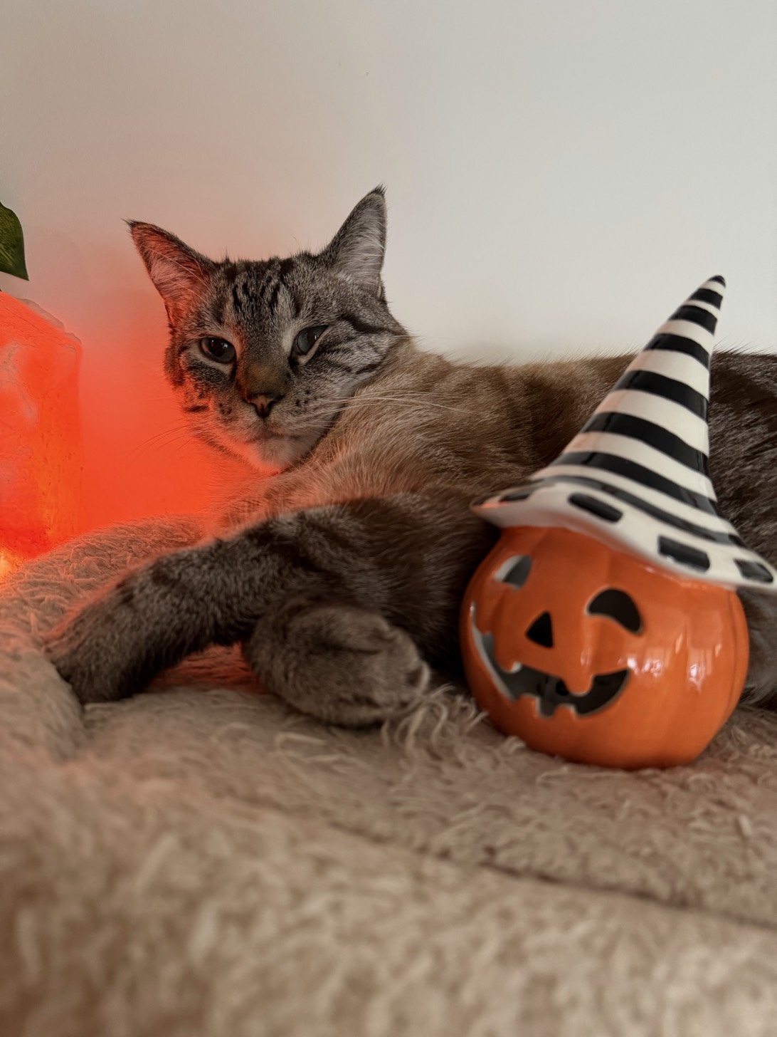 Onions, a cat found on Chonk Finder