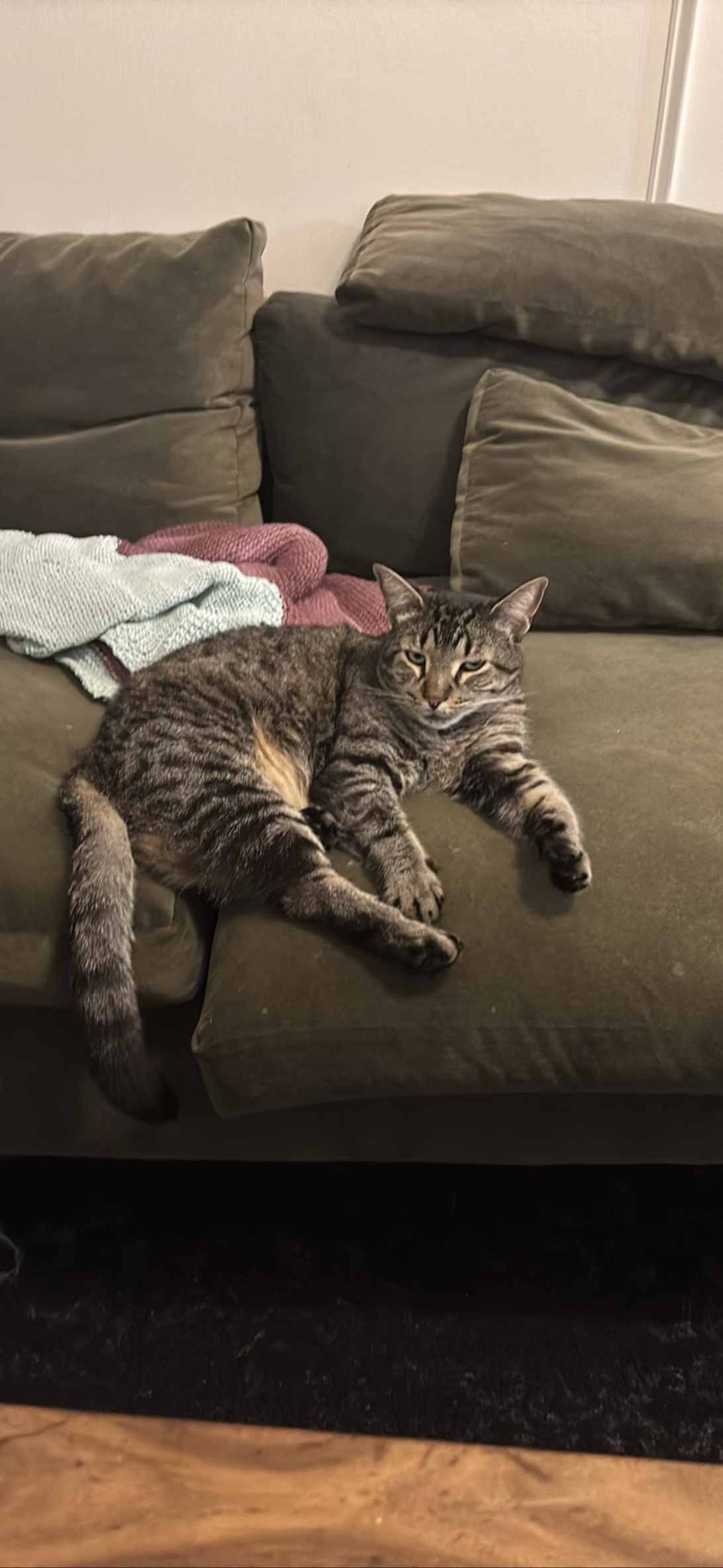 MacDoogal, a cat found on Chonk Finder