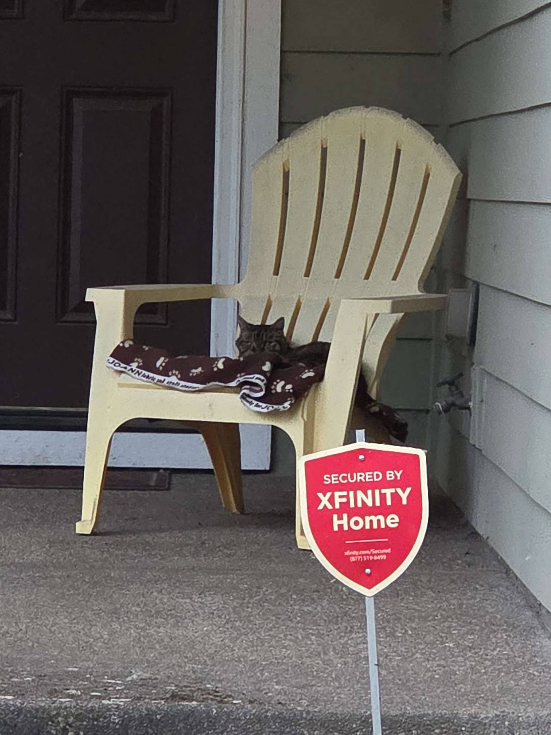 Shield, a cat found on Chonk Finder