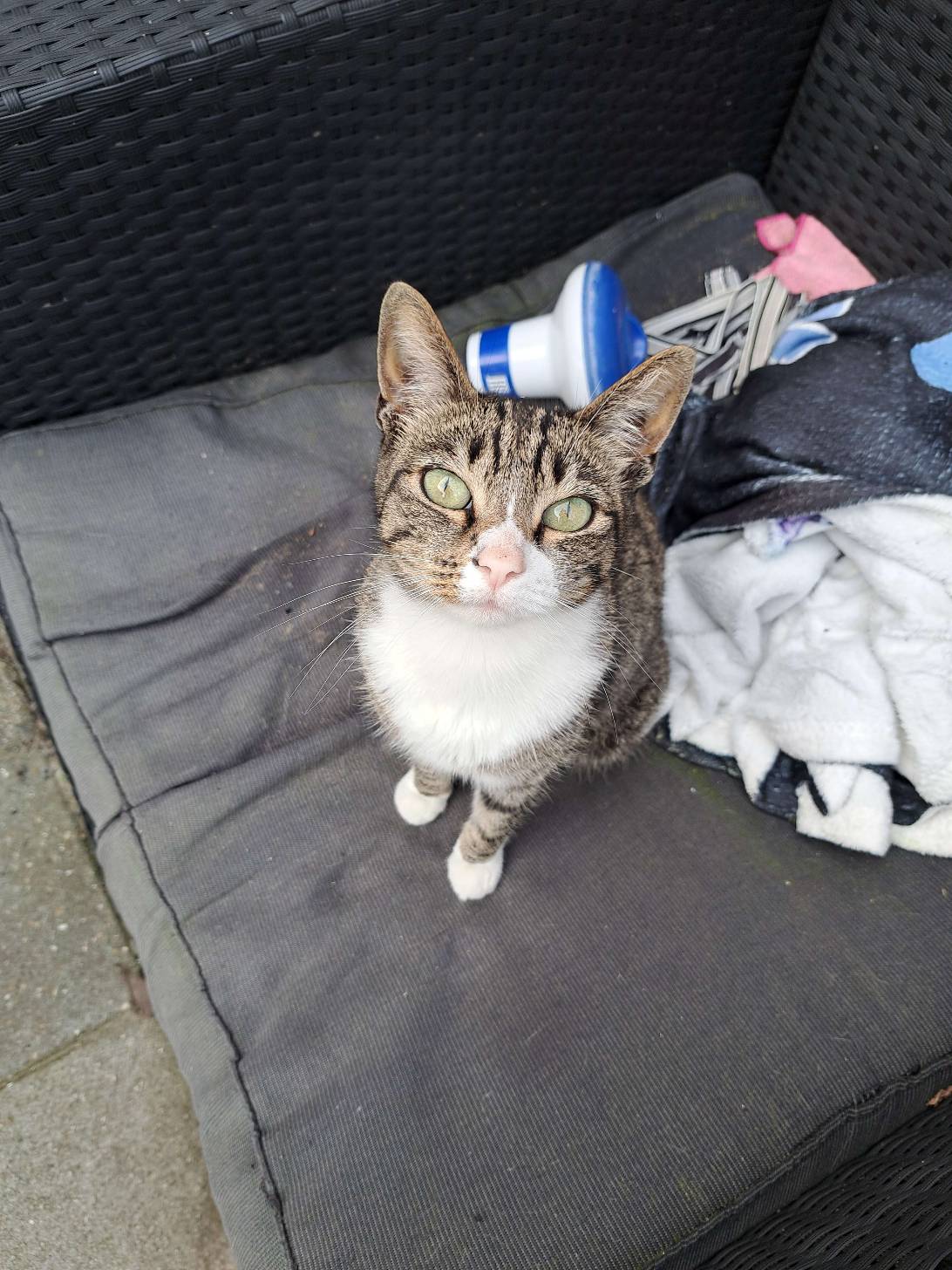 Pip, a cat met on Chonk Finder