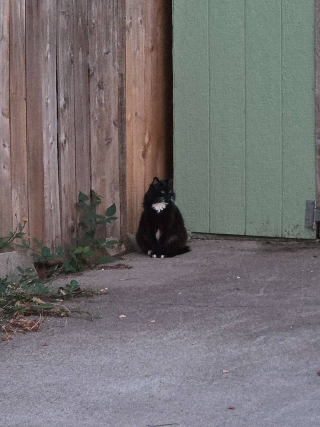 Mortimer, a cat found on Chonk Finder