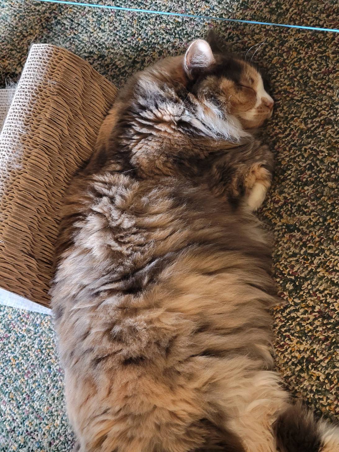 Mew, a cat found on Chonk Finder