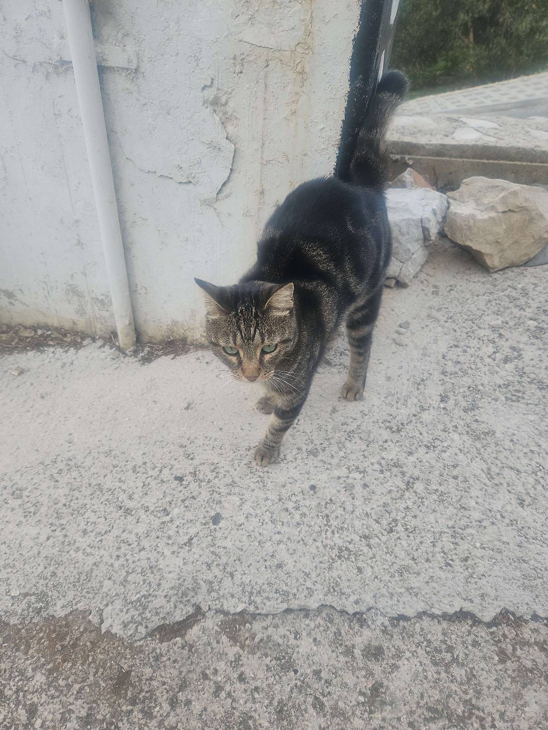 Tron, a cat found on Chonk Finder