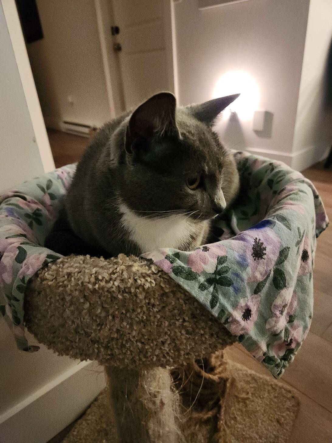 Little, a cat found on Chonk Finder