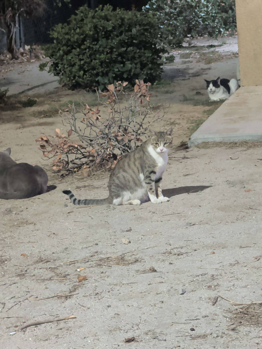 Lola, a cat found on Chonk Finder