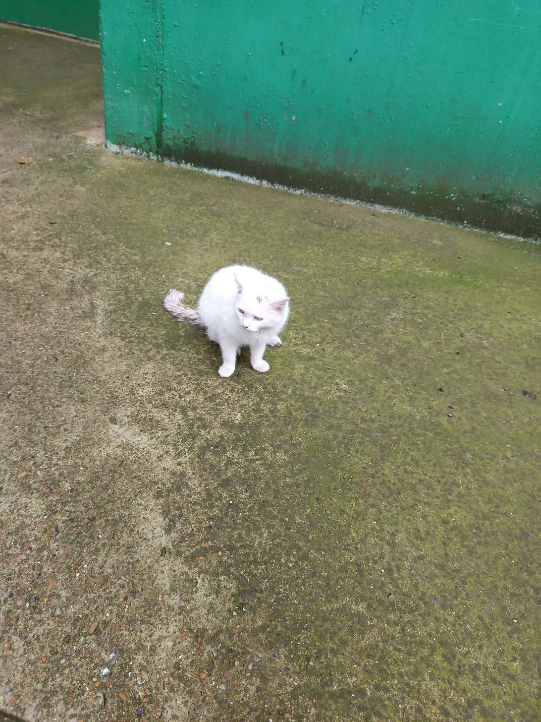 Fergus, a cat found on Chonk Finder