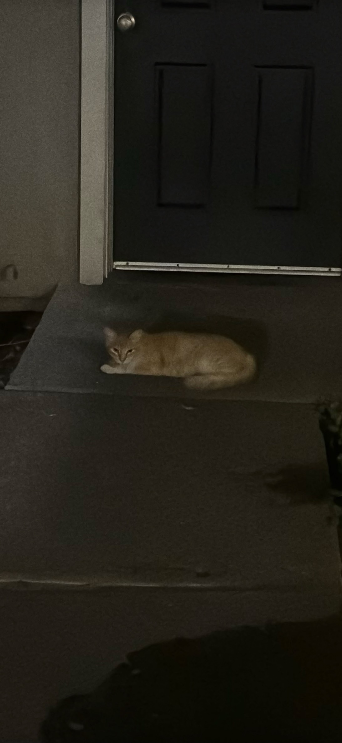Archie, a cat found on Chonk Finder