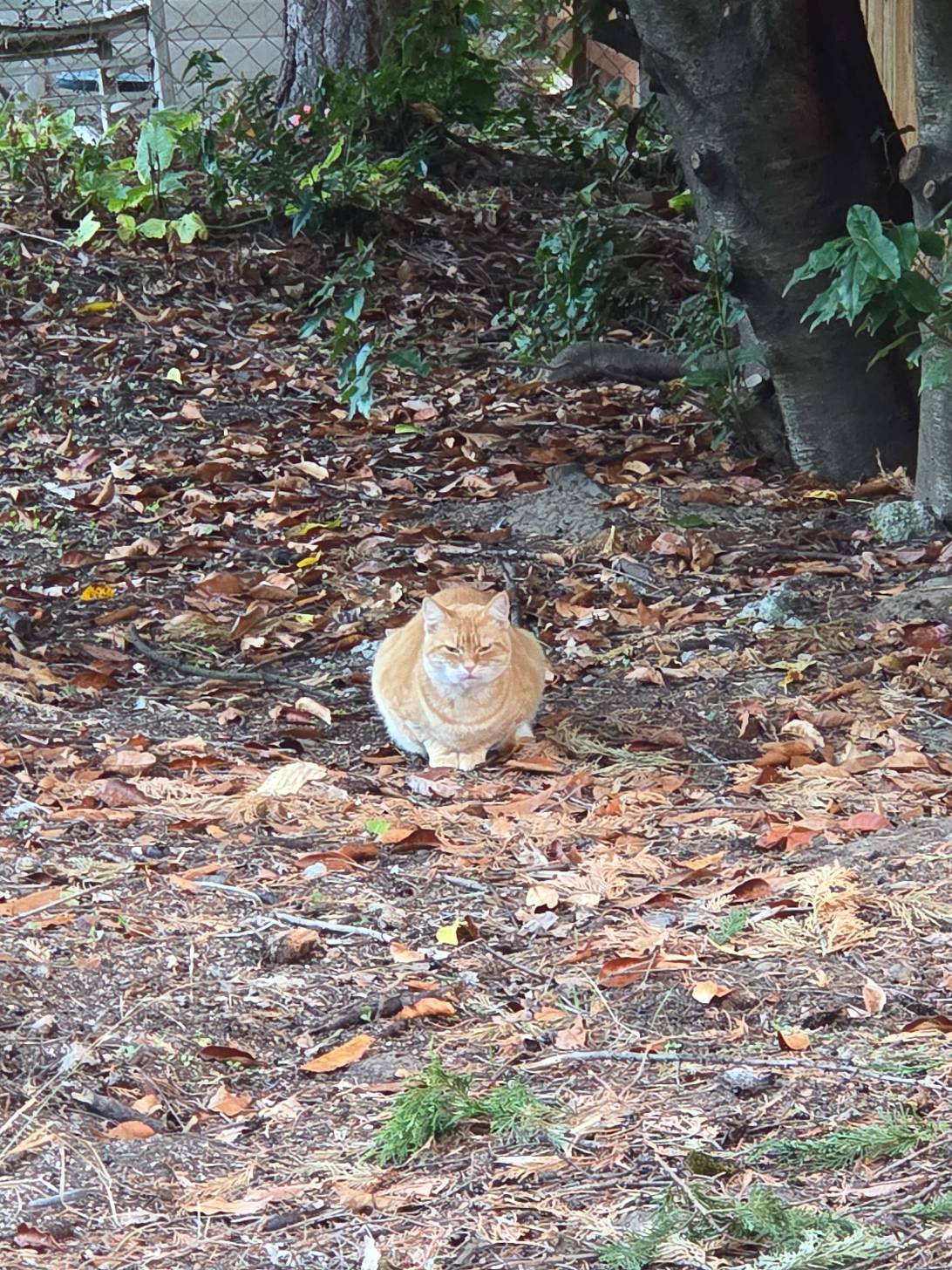Pumpkin, a cat found on Chonk Finder