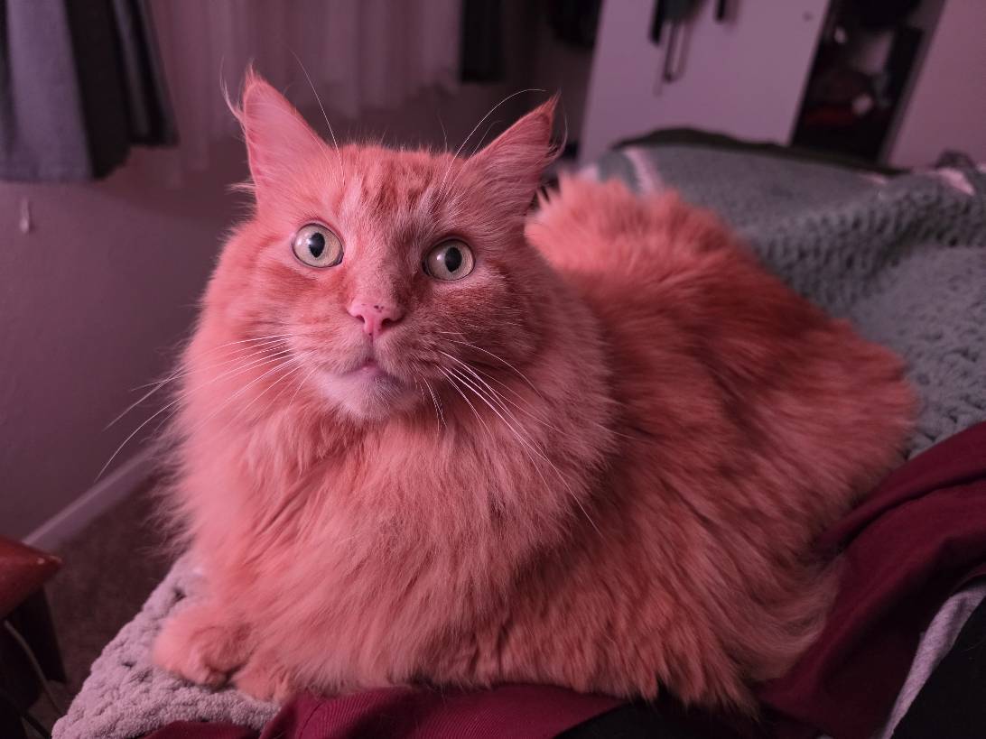 Zephyrus TuftaFurkin, a cat found on Chonk Finder