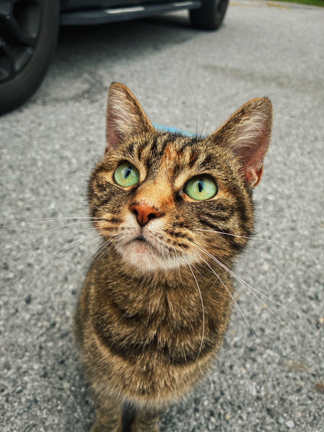 Bartholamew, a cat found on Chonk Finder