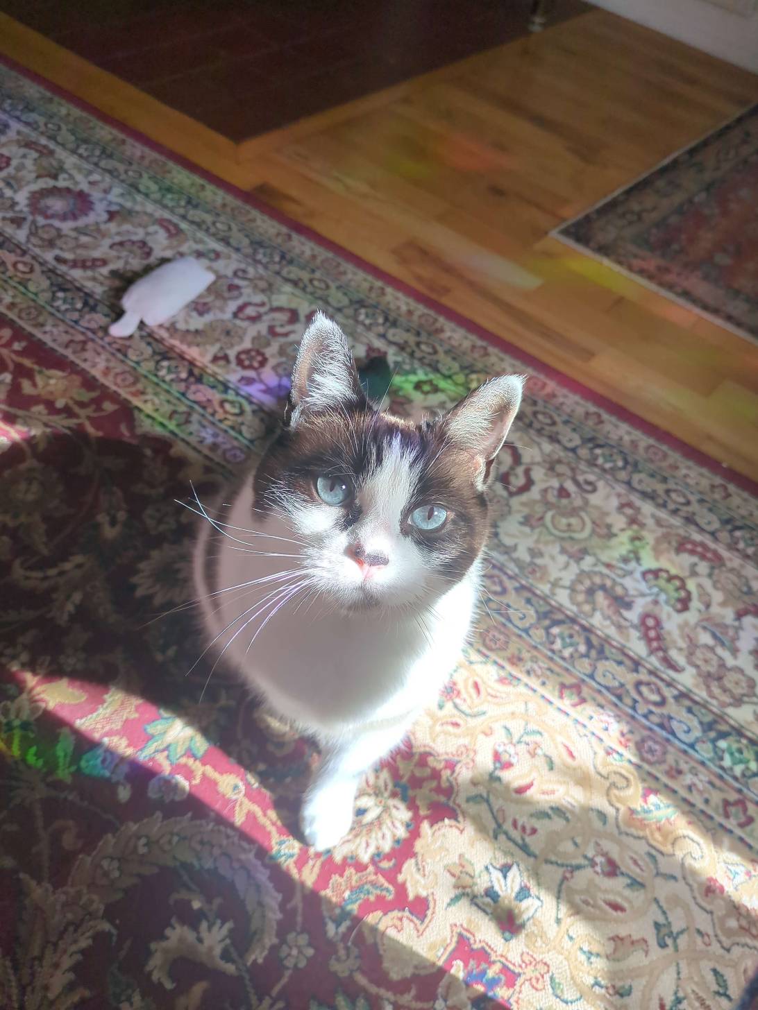 Psycho Gorecat, a cat found on Chonk Finder