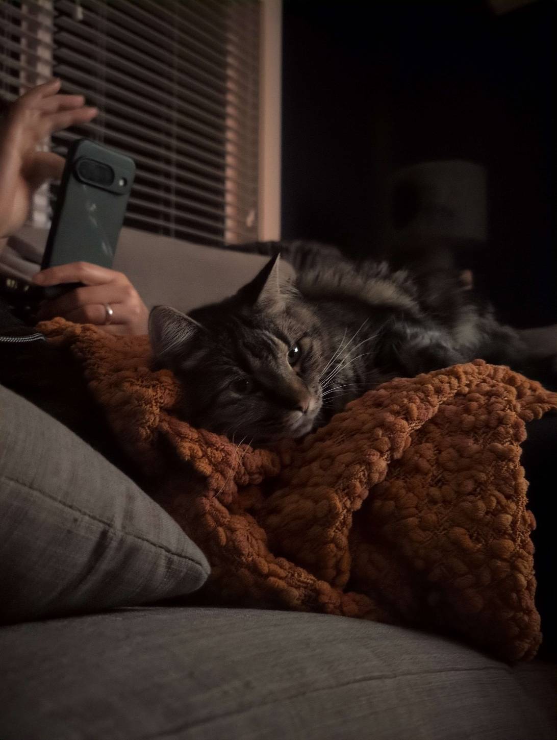 Luna, a cat found on Chonk Finder