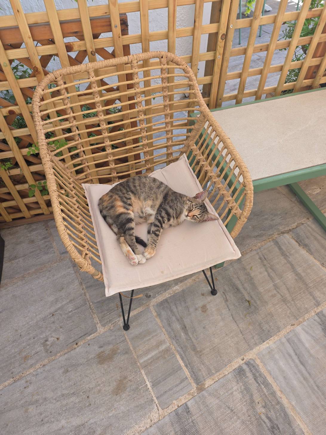 Cleo, a cat found on Chonk Finder