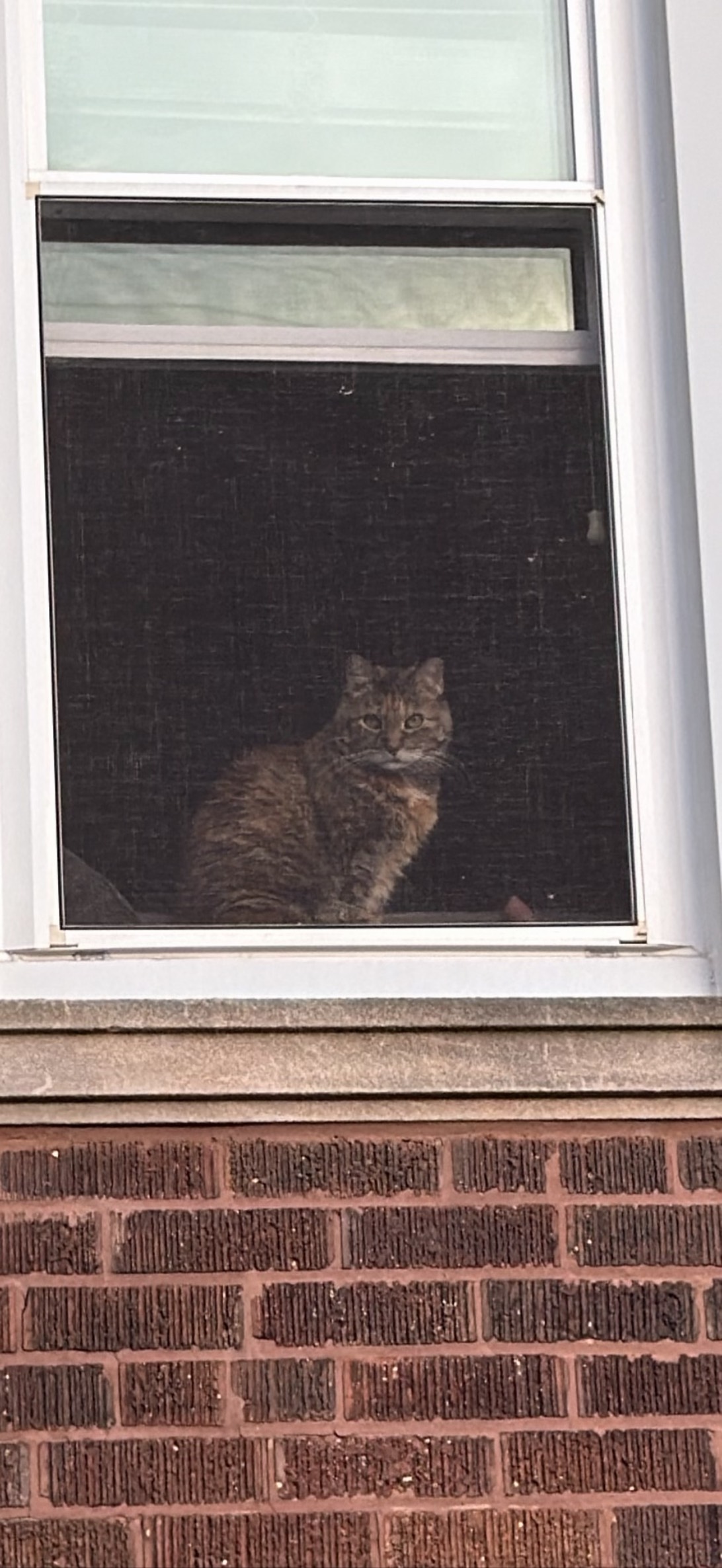 Bernice, a cat found on Chonk Finder
