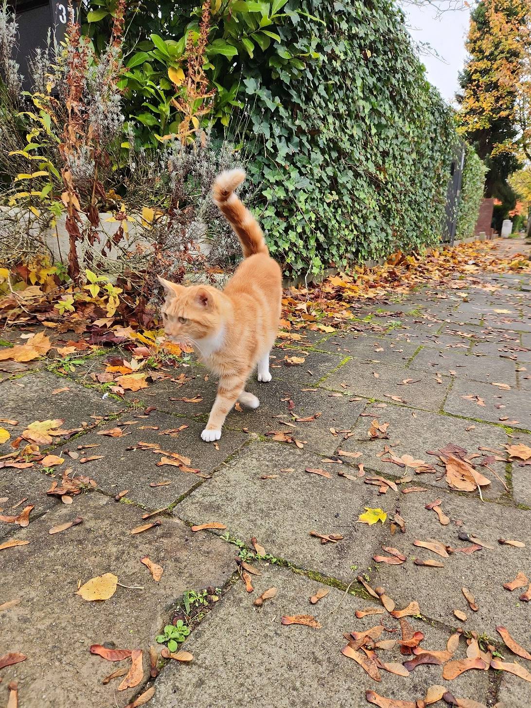 Archie, a cat found on Chonk Finder