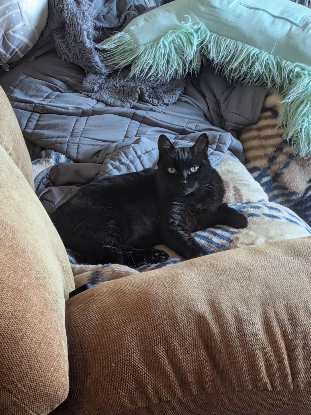 Pepper Ann Mosbey, a cat found on Chonk Finder