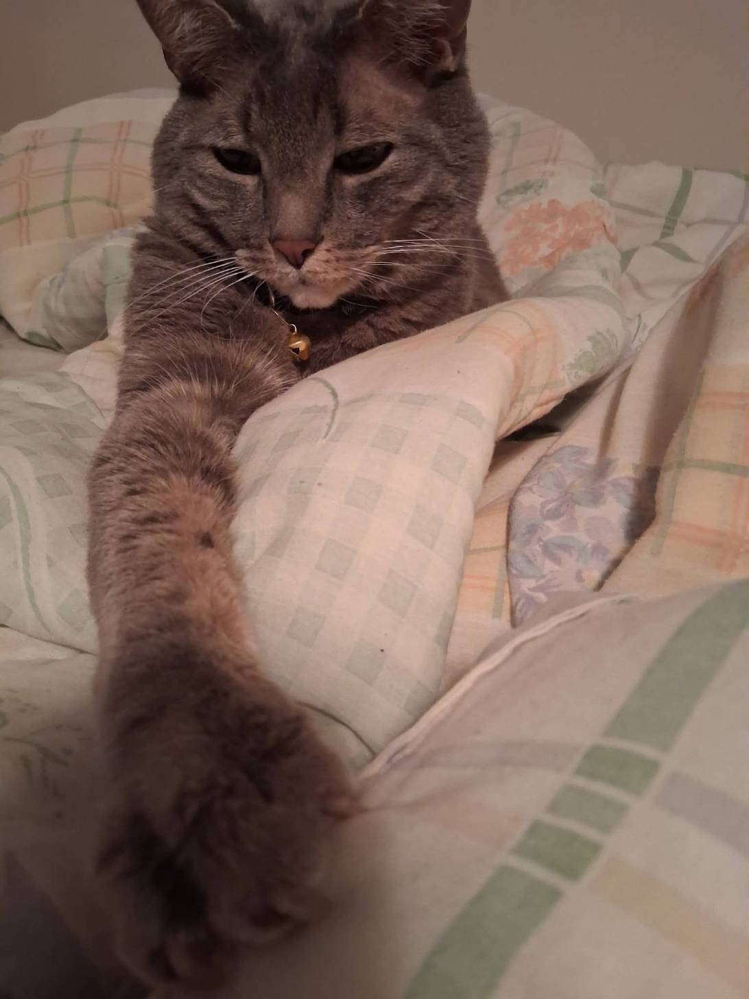 Monkey, a cat found on Chonk Finder