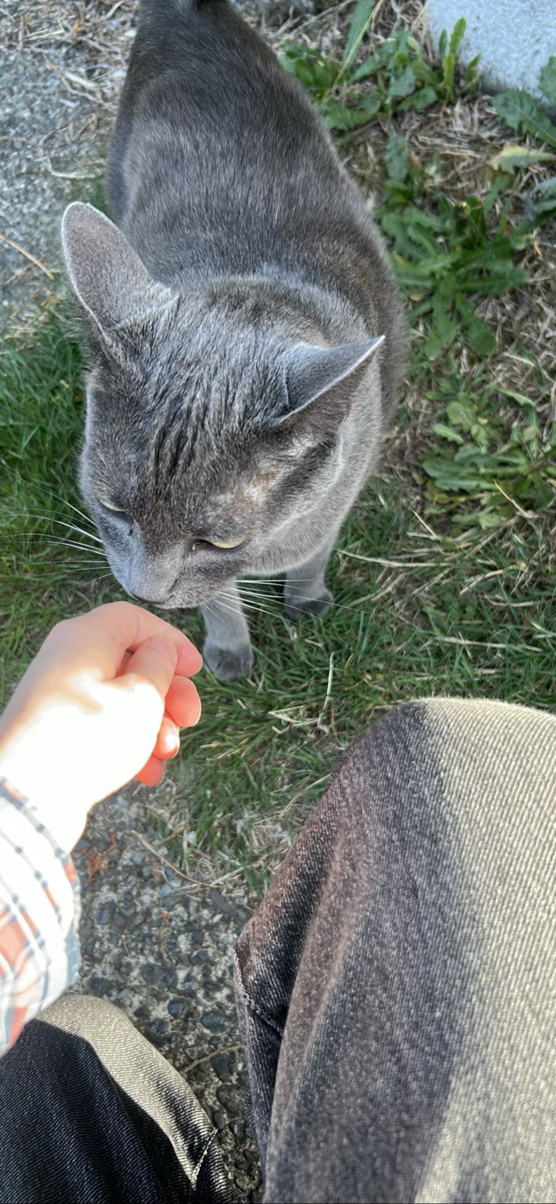 mwar :3, a cat found on Chonk Finder