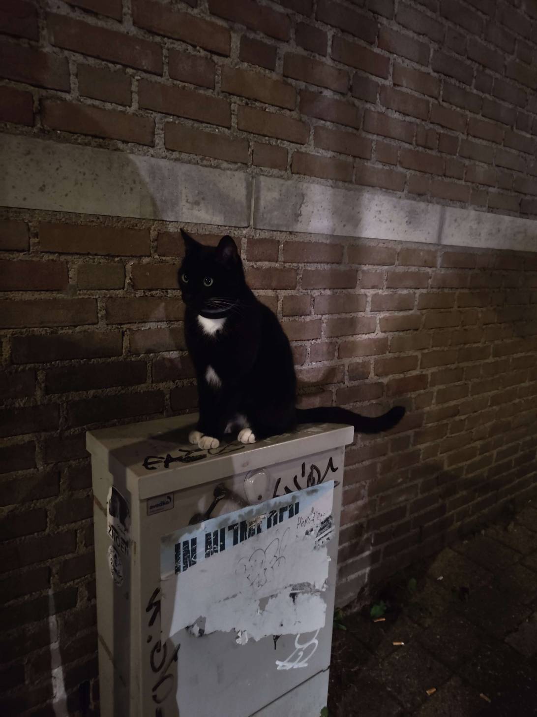 Raffy, a cat met on Chonk Finder