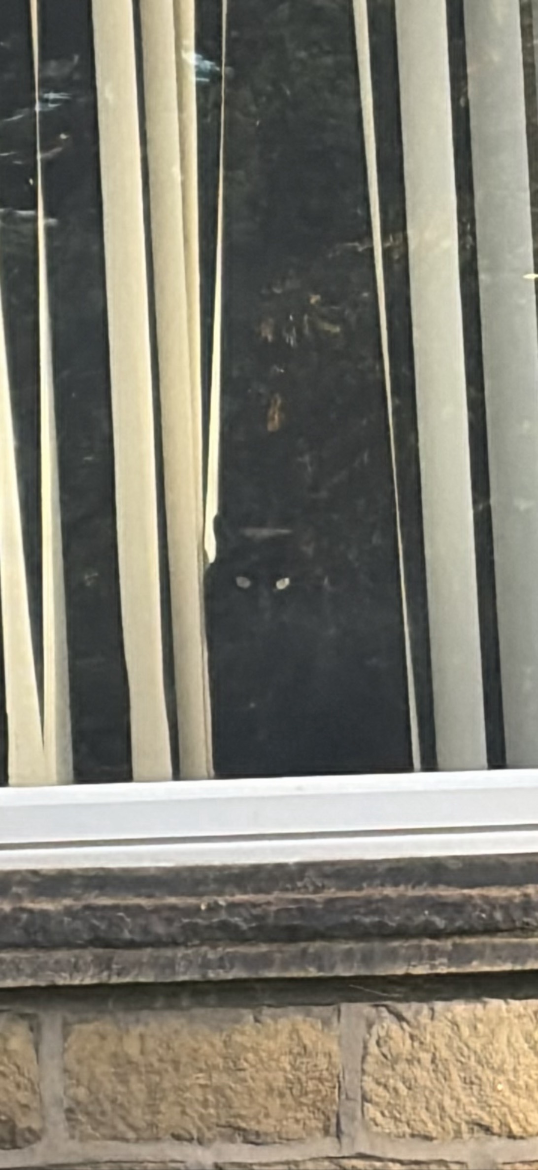 The Void, a cat found on Chonk Finder