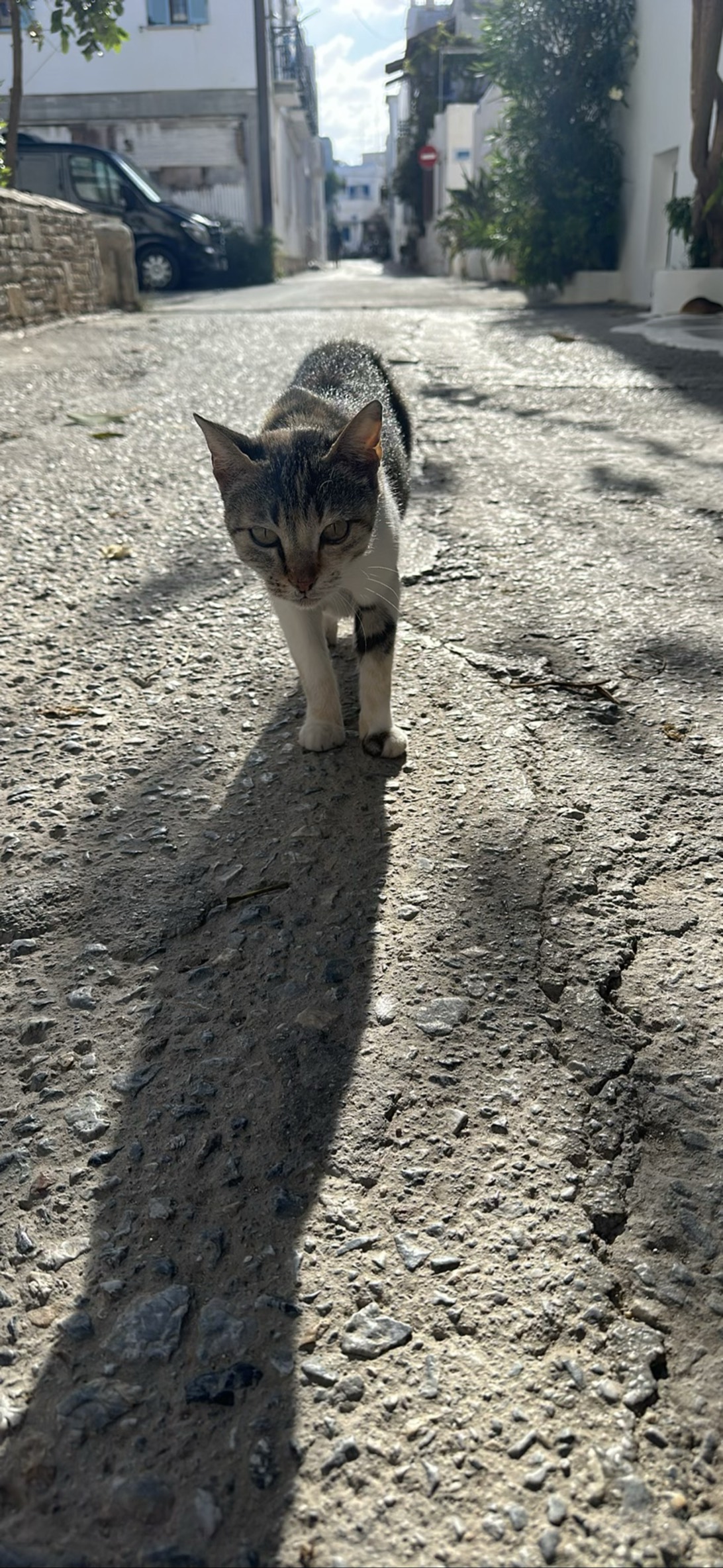 Hermy, a cat found on Chonk Finder