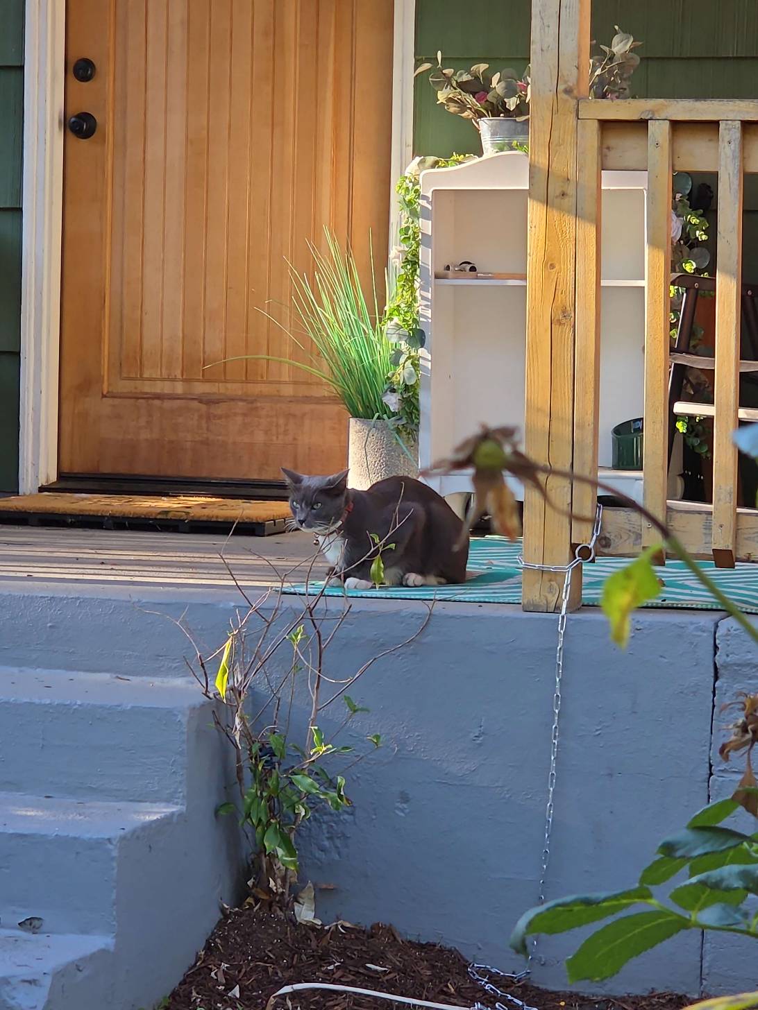 Percy, a cat found on Chonk Finder