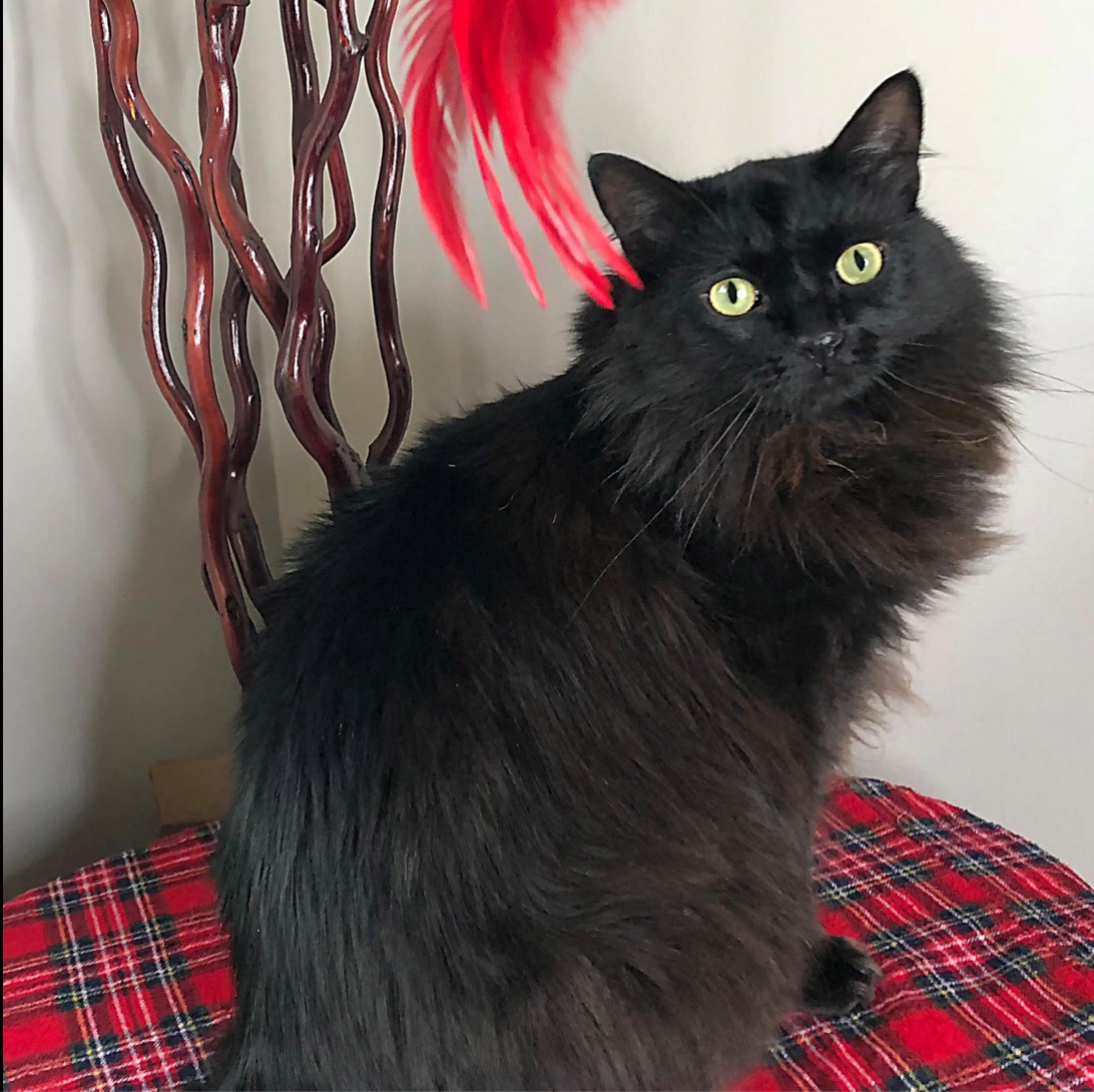 Poppy, a cat found on Chonk Finder