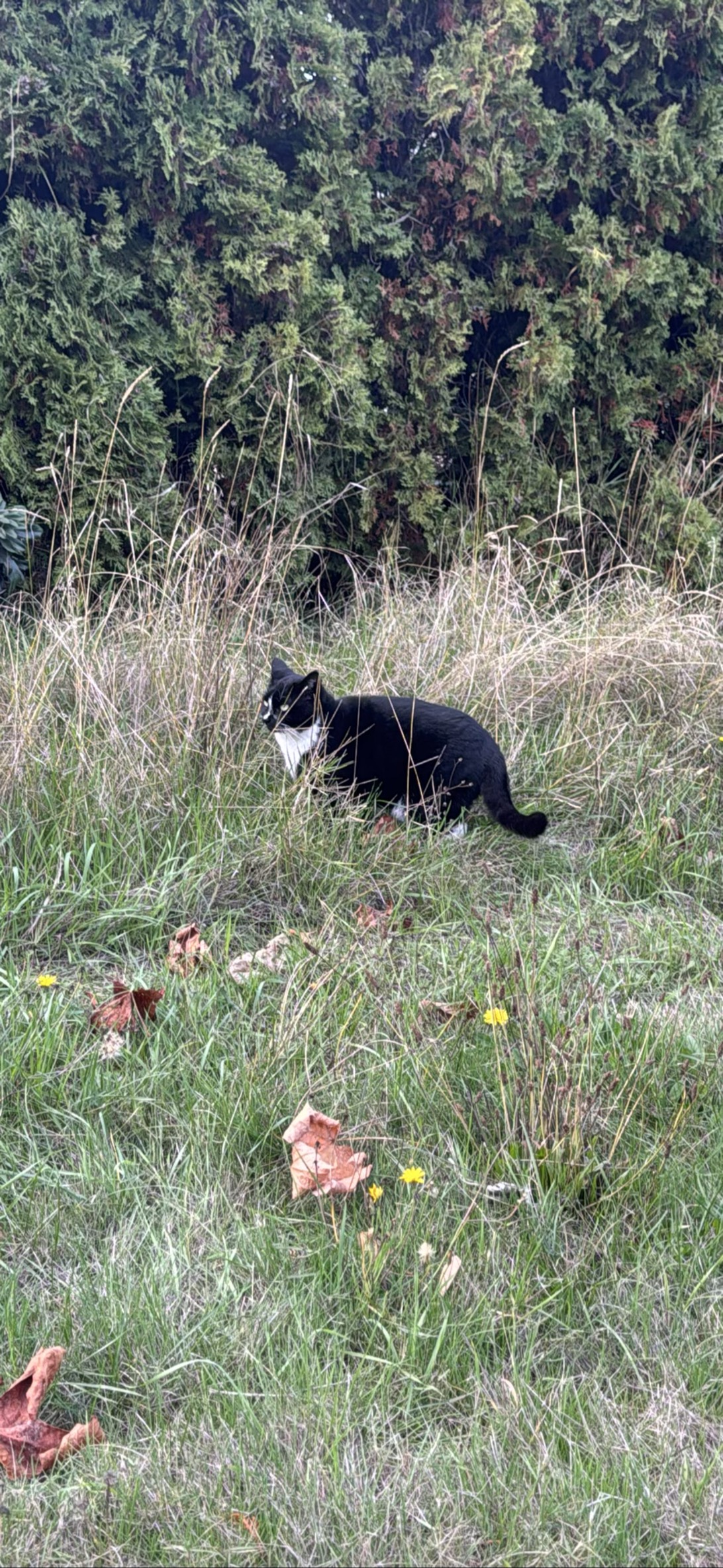 Tuxedo baddie, a cat found on Chonk Finder
