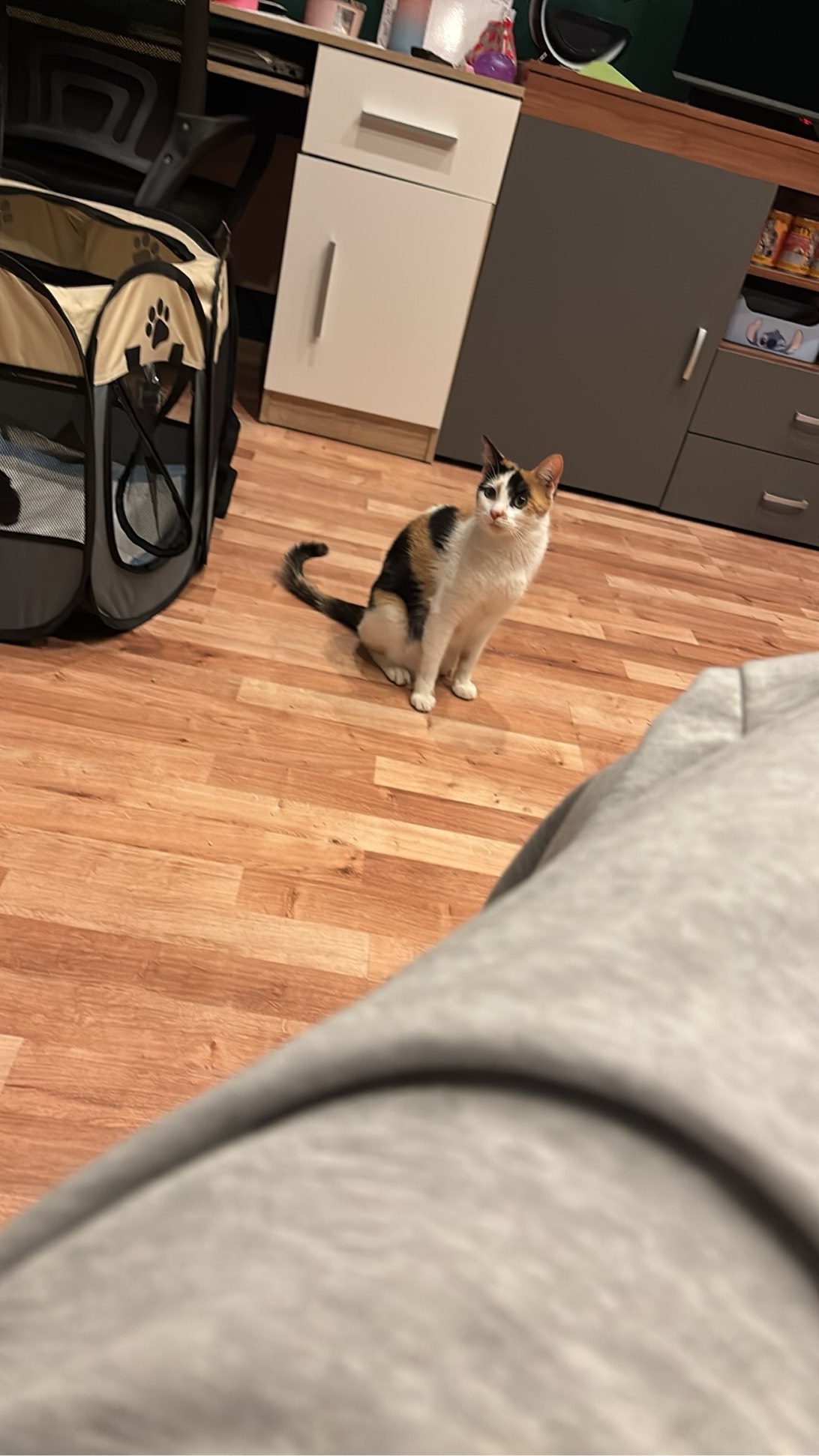 Milka, a cat found on Chonk Finder