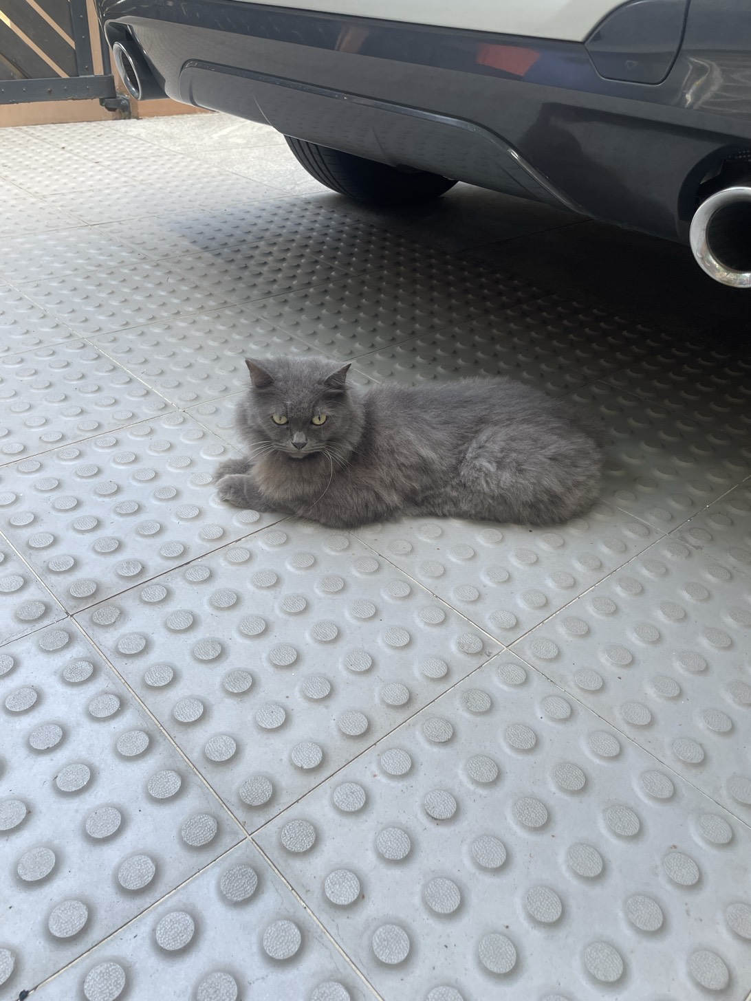 Pepperoni, a cat found on Chonk Finder