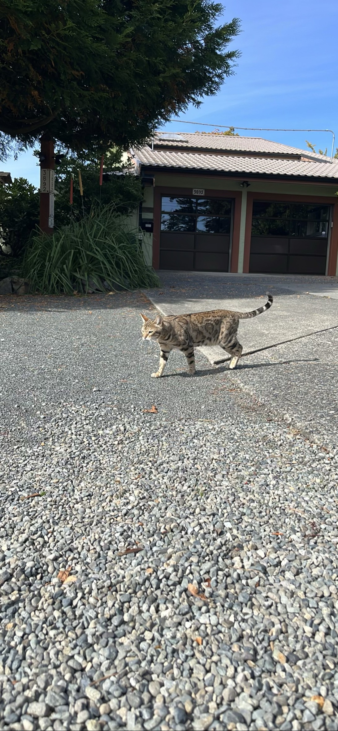 Leopard, a cat found on Chonk Finder