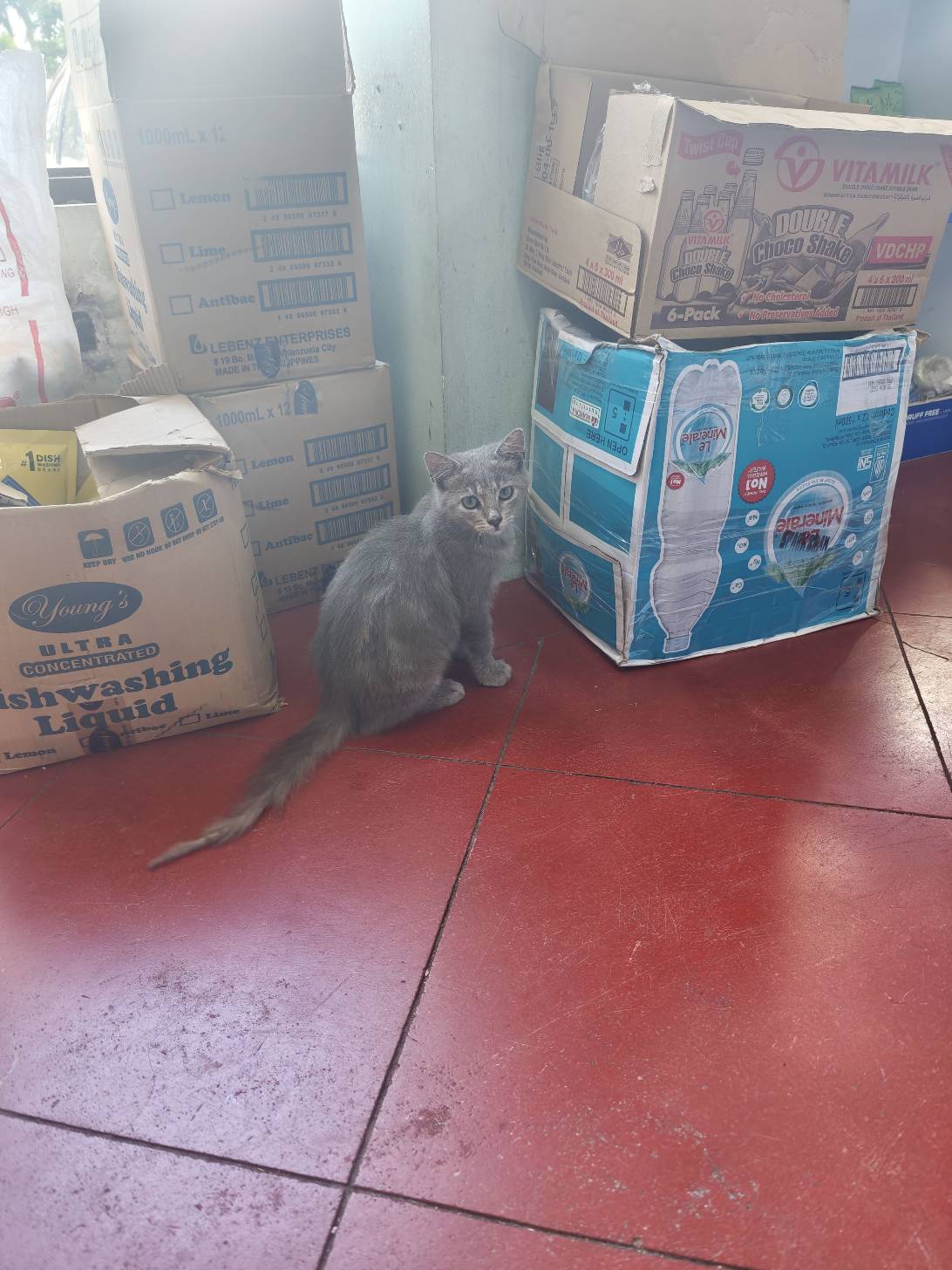 Liquid, a cat found on Chonk Finder