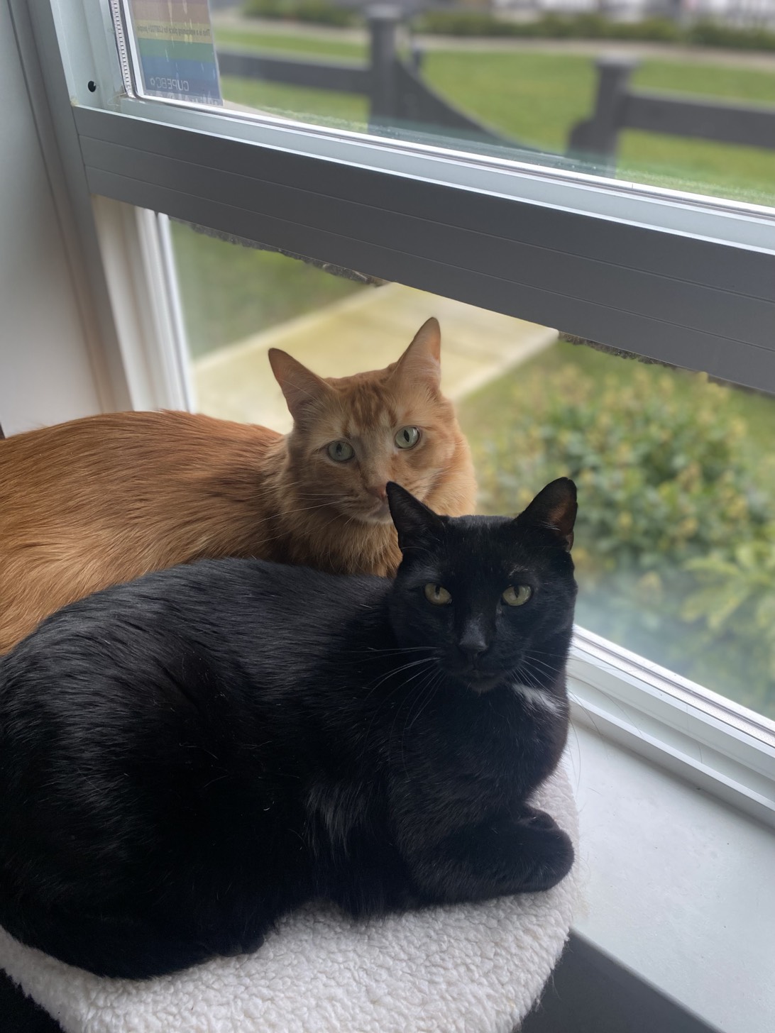 Doug and Benny, a cat found on Chonk Finder