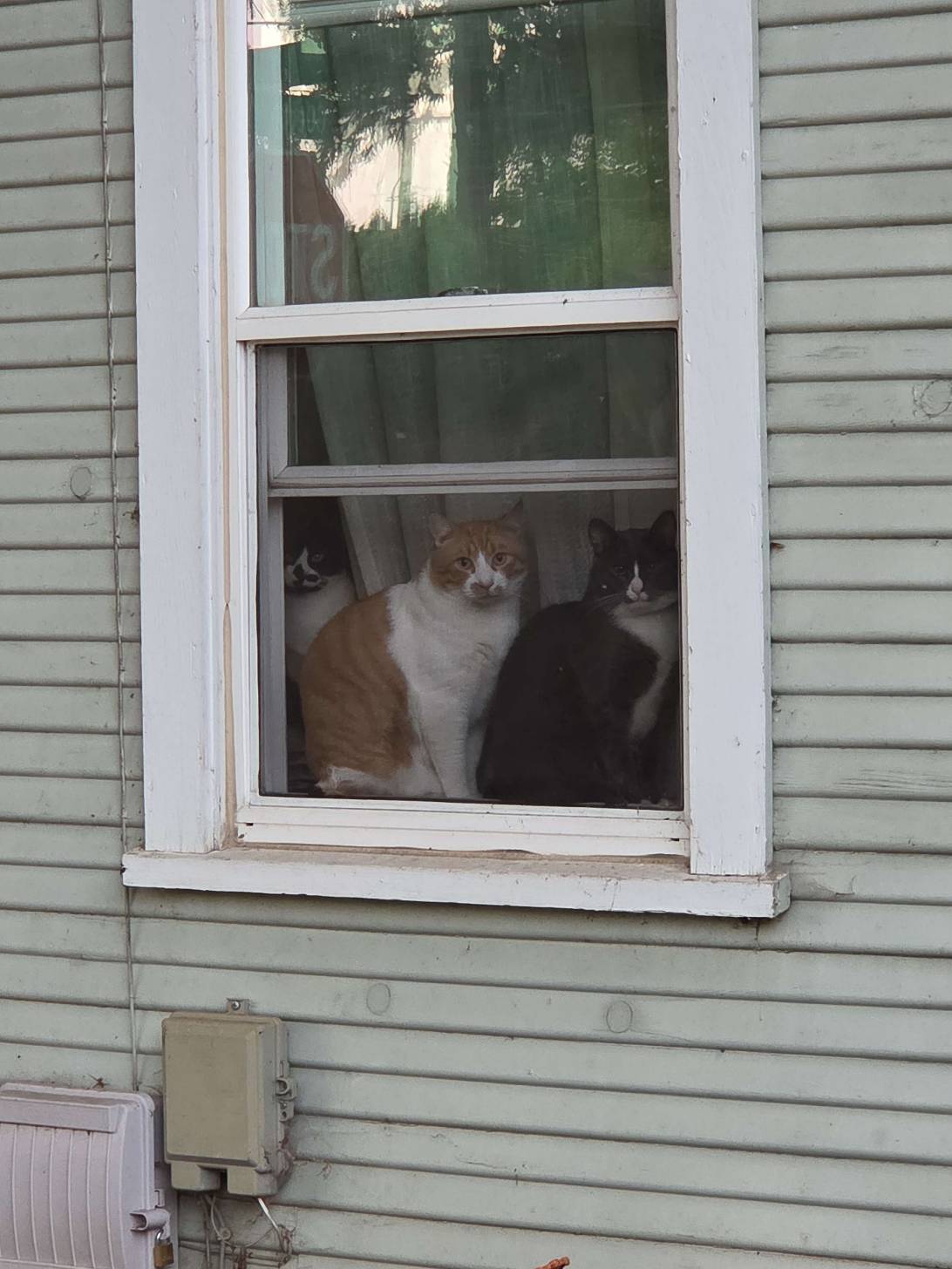 Gerald, a cat found on Chonk Finder