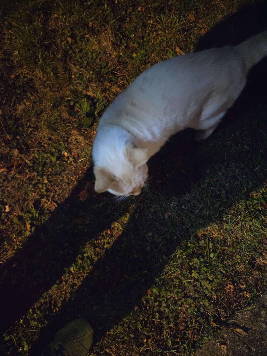 Ghost, a cat found on Chonk Finder