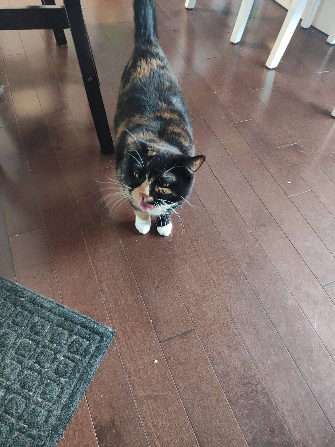 Nyla, a cat found on Chonk Finder