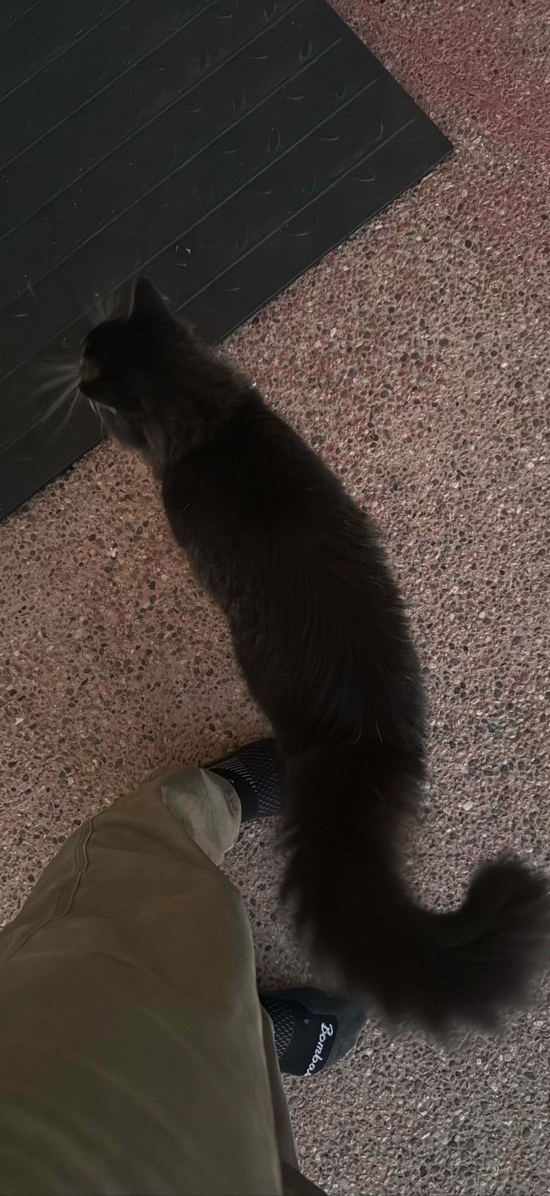 Dojocat, a cat found on Chonk Finder