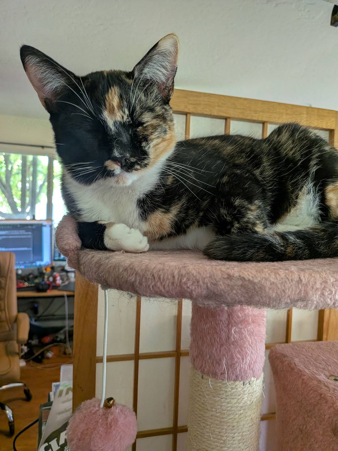 Frida Kahtlo, a cat found on Chonk Finder