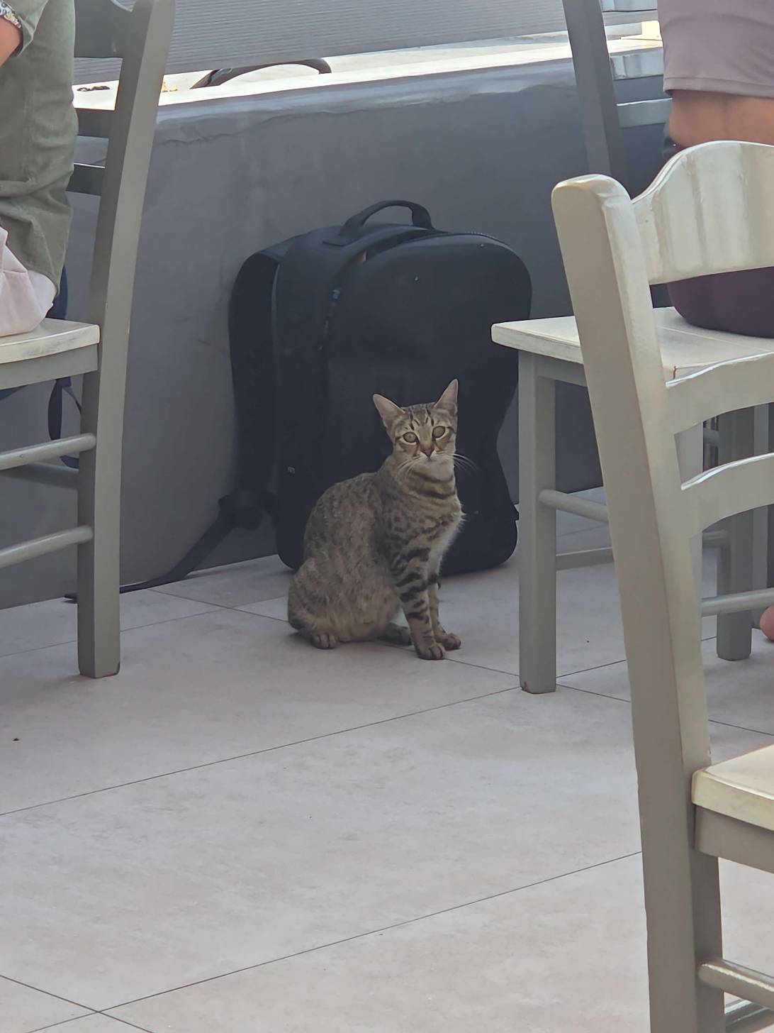 Athena, a cat found on Chonk Finder