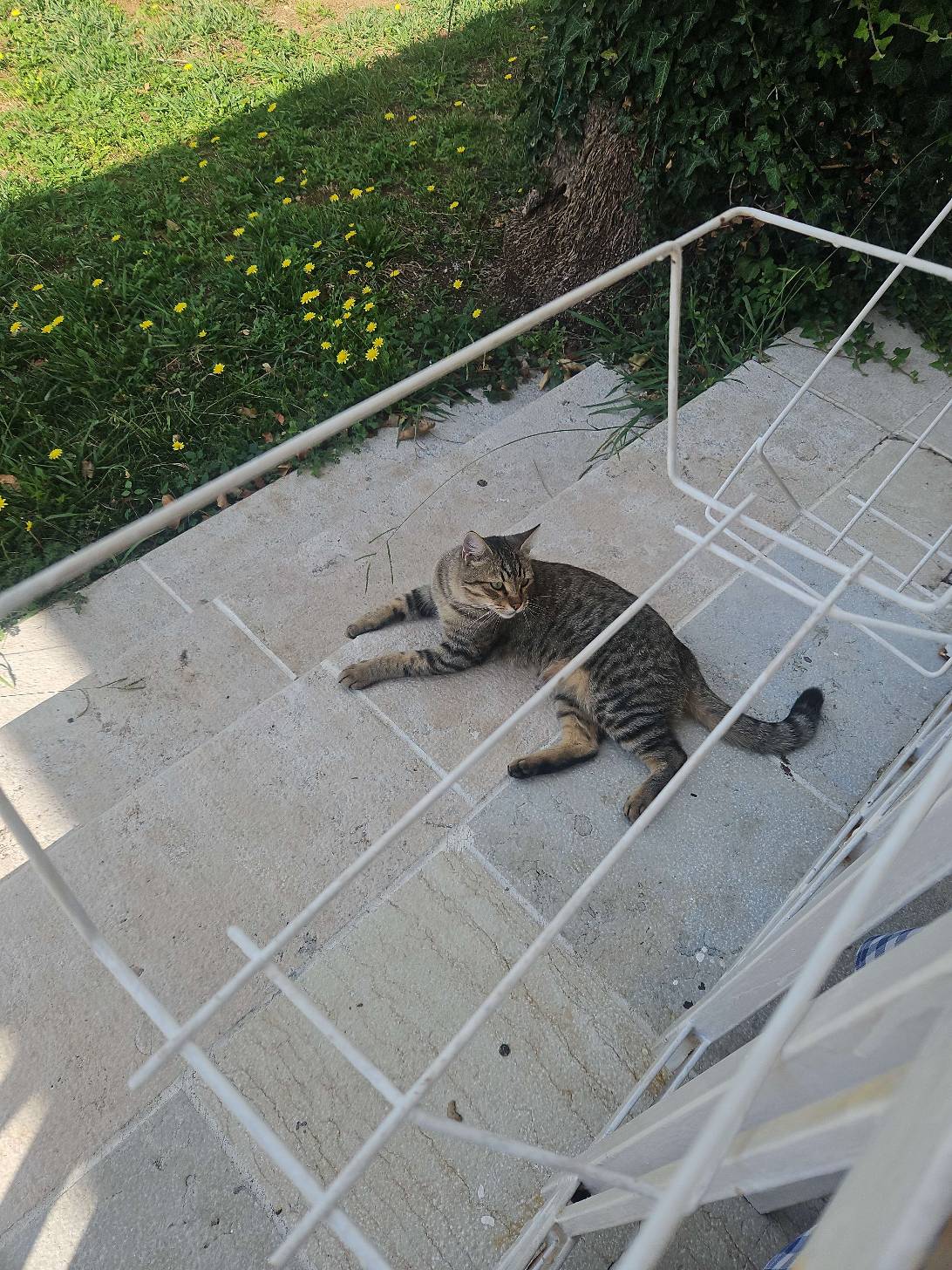 Philidor, a cat found on Chonk Finder