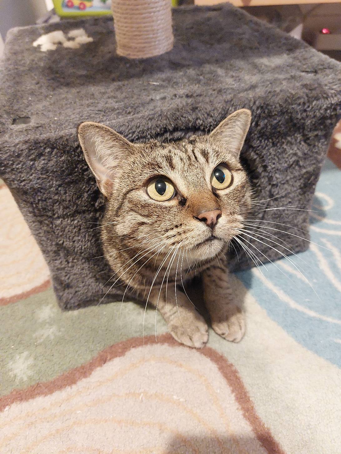 Ripley, a cat found on Chonk Finder