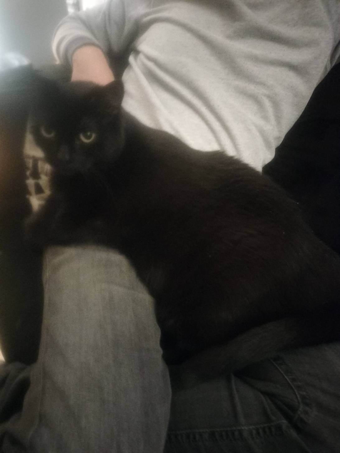 Minoes, a cat found on Chonk Finder