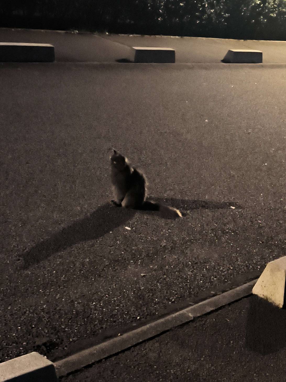Trash goblin, a cat met on Chonk Finder